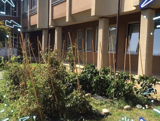 istituto cavallini lesa