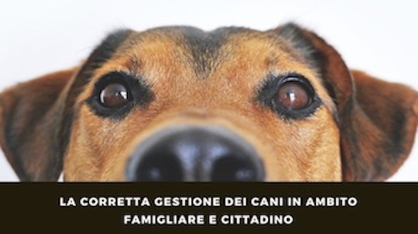 conferenza cani arona