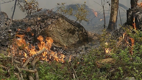 incendio bosco