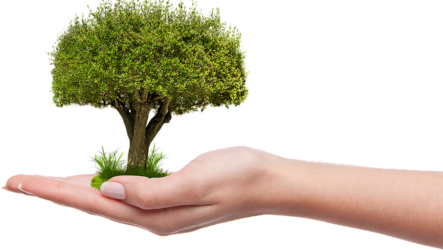 albero mano