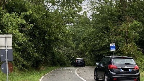 pianta caduta agrate comignago