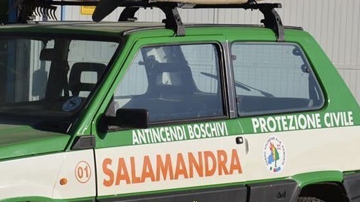 aib salamandra foto