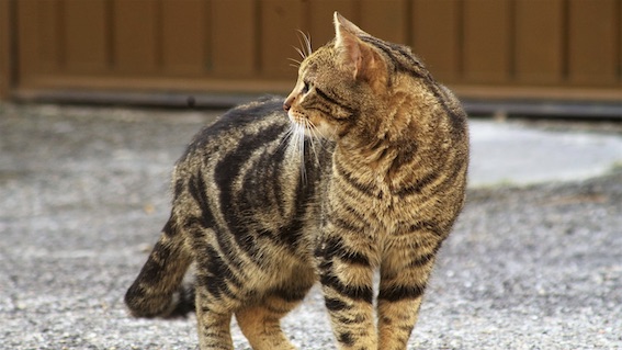 Oasi Felina di Trecate, si cercano nuovi volontari