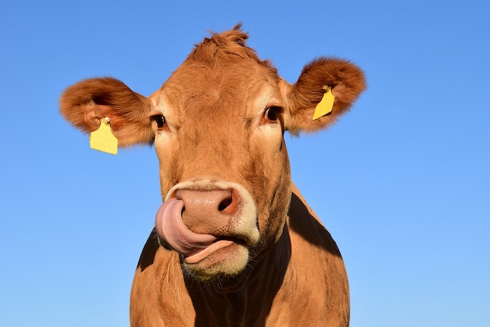La mostra bovina della razza bruna e pezzata rossa a Verampio di Crodo