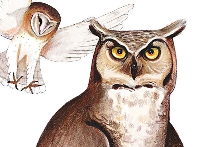 Disegnare gli animali: un laboratorio per bambini con l'illustratrice Anna Spreafico